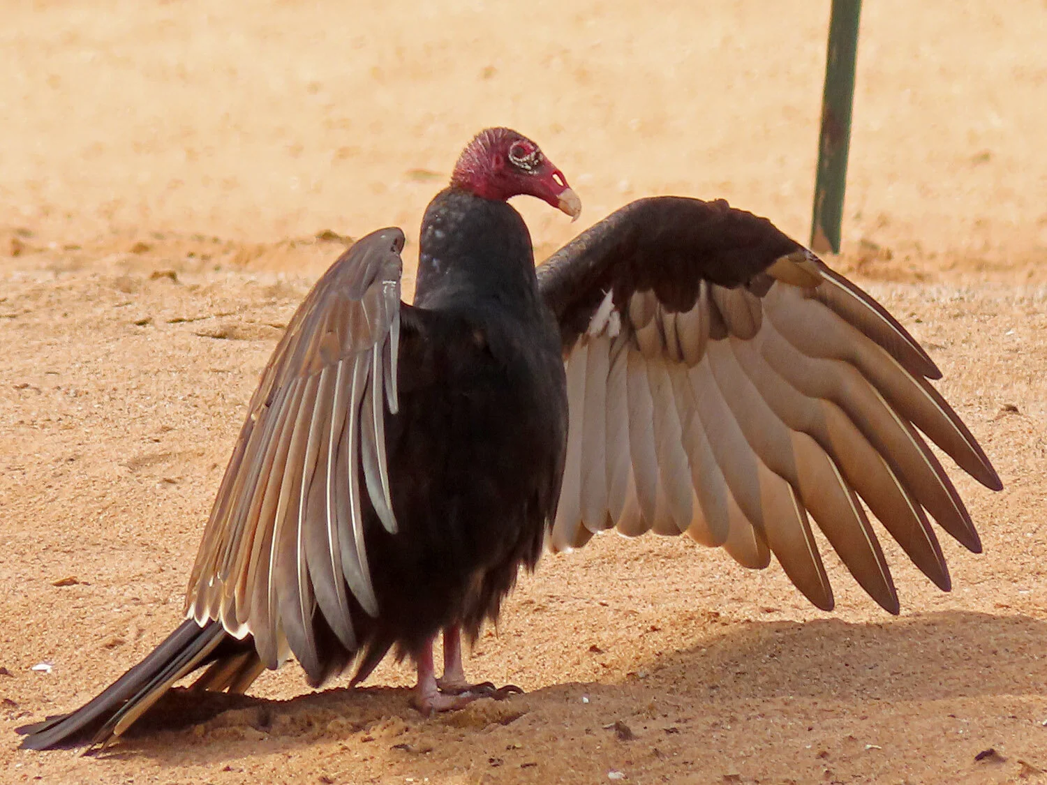 Turkey Vultures — Susan Kirby